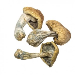 Buy Cambodian Cubensis