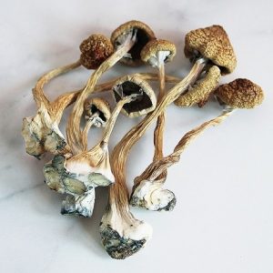 Buy Psilocybe Cubensis