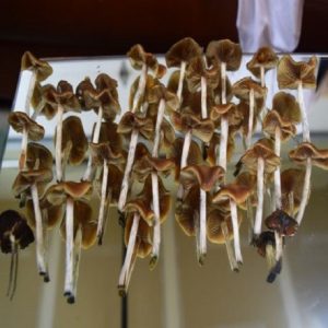 Buy Psilocybe Cyanescens