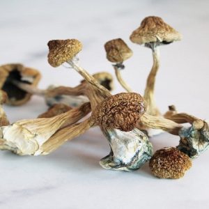 Psilocybe Semilanceata for Sale